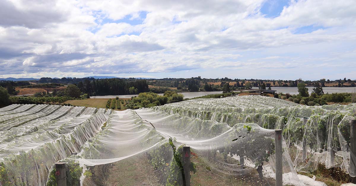 Jane Docherty - WK Strawbridge Advisors and Accountants - Nelson